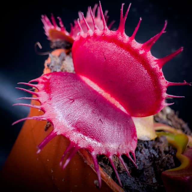 Venus Flytrap