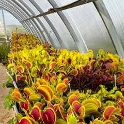 Your Guide to Venus Flytrap Care | Peter's Flytraps