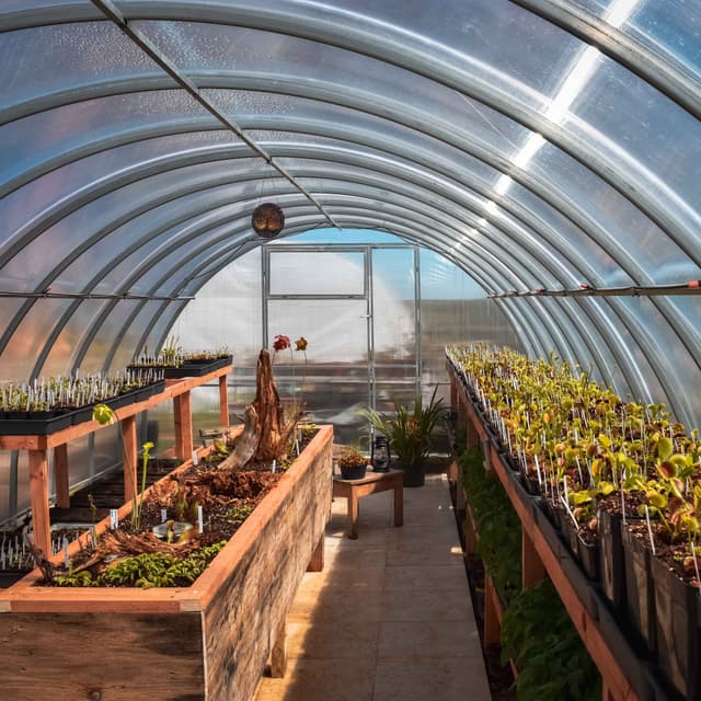 final big greenhouse for Dionaea Muscipula plants