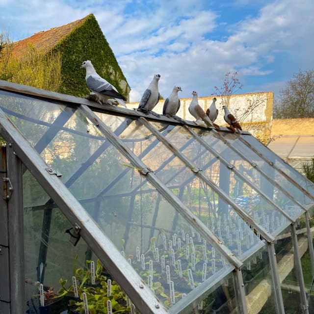 small cozy greenhouse for Venus flytraps