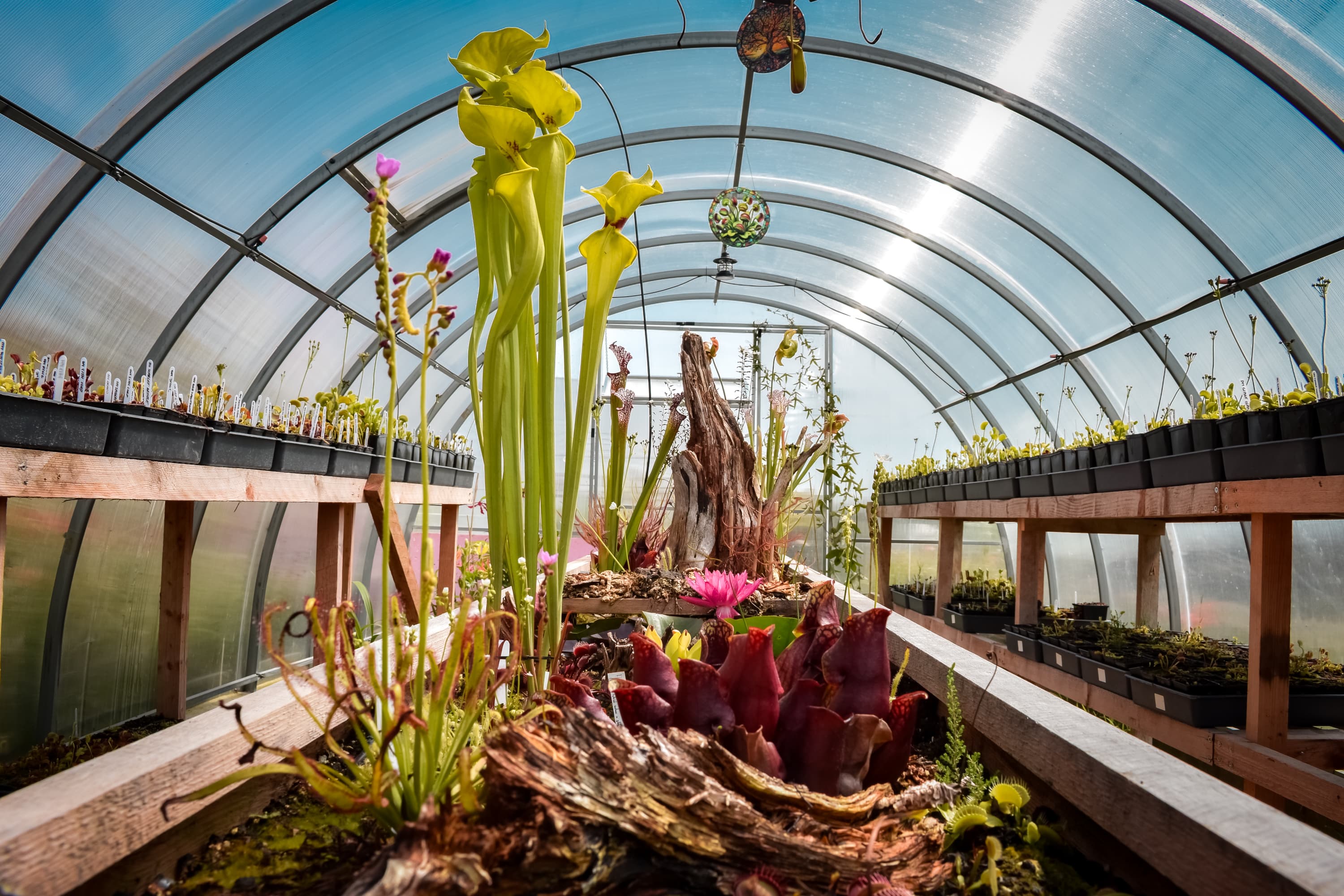 Venus flytraps greenhouse