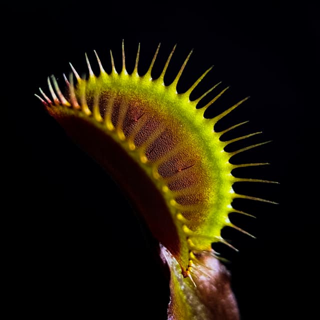 Dionaea Muscipula Akai Ryu