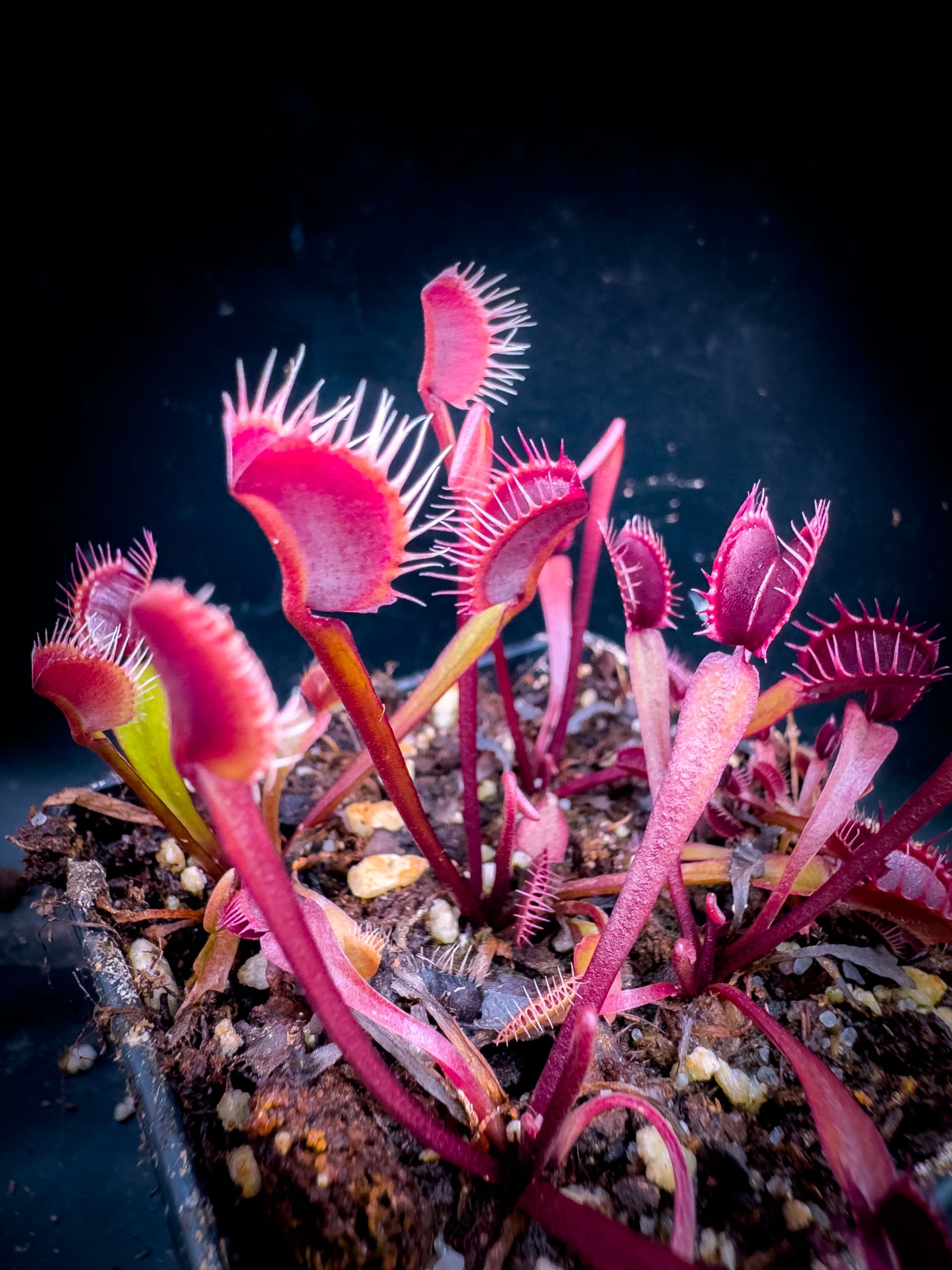 All Red Fused