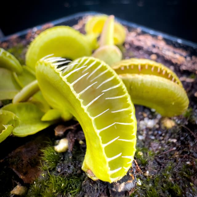 Dionaea Muscipula Amenhotep