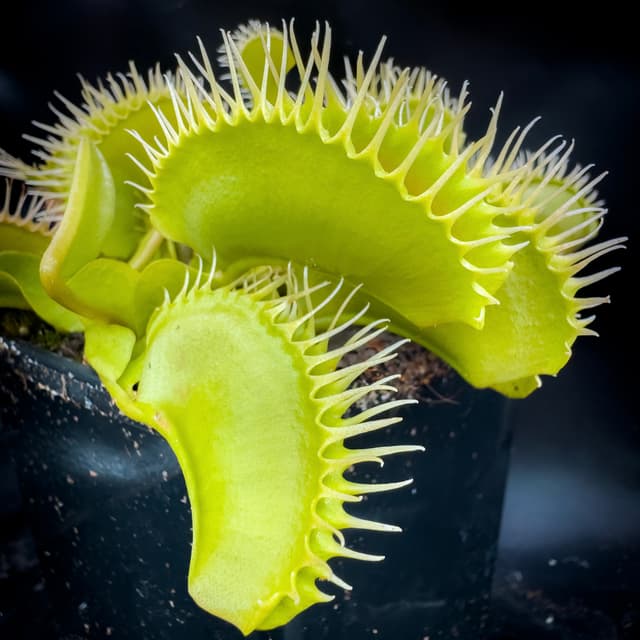 Dionaea Muscipula Antonov 225