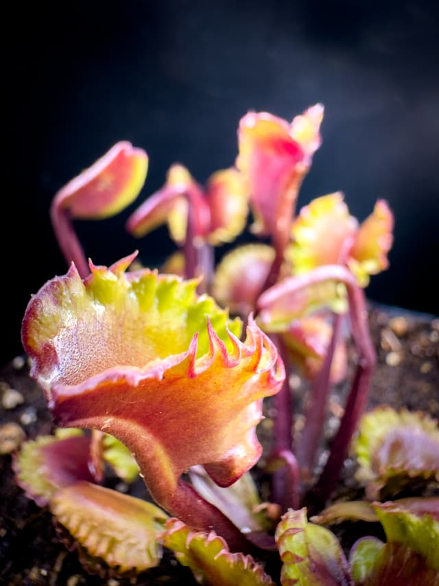 Dionaea Muscipula AR Werewolf