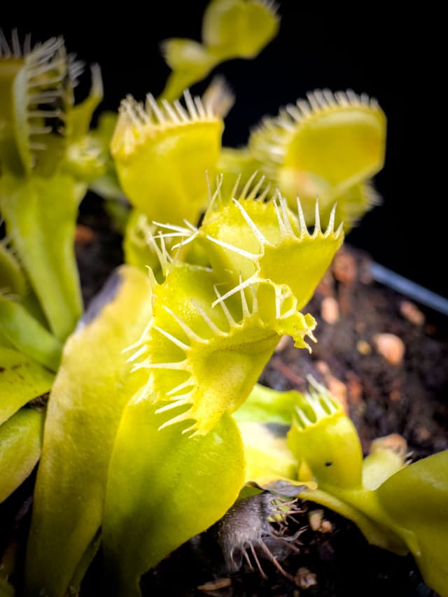 Dionaea Muscipula Asmodeus