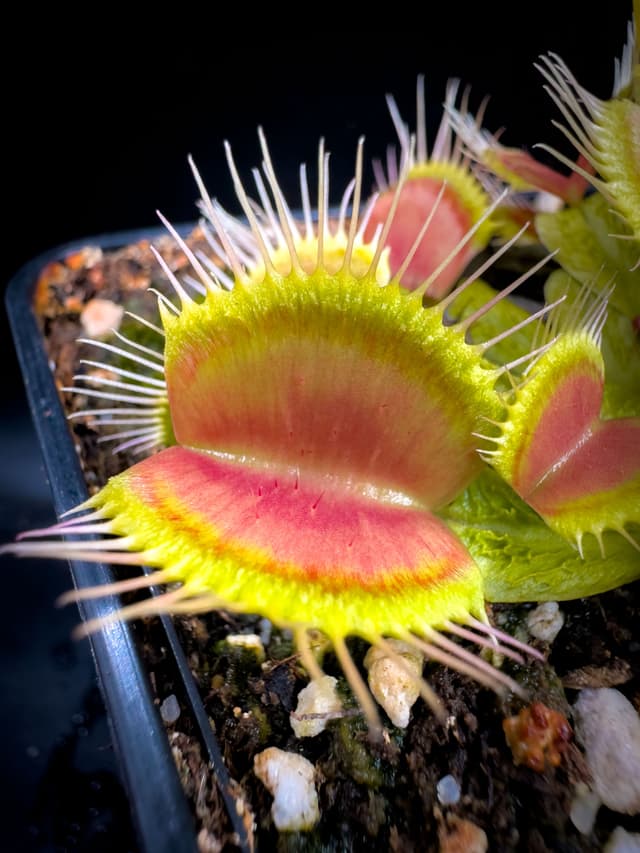 Dionaea Muscipula Aspera