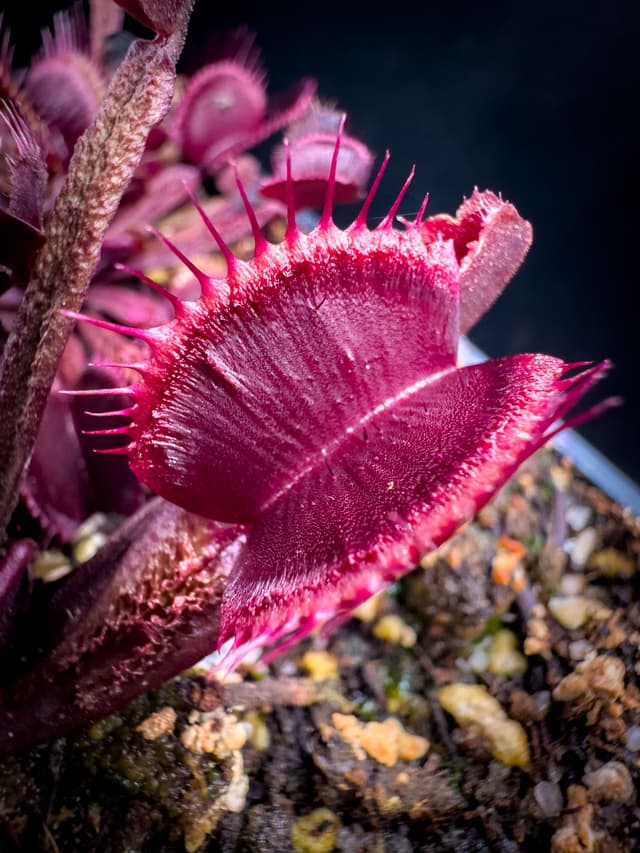 Dionaea Muscipula Asura