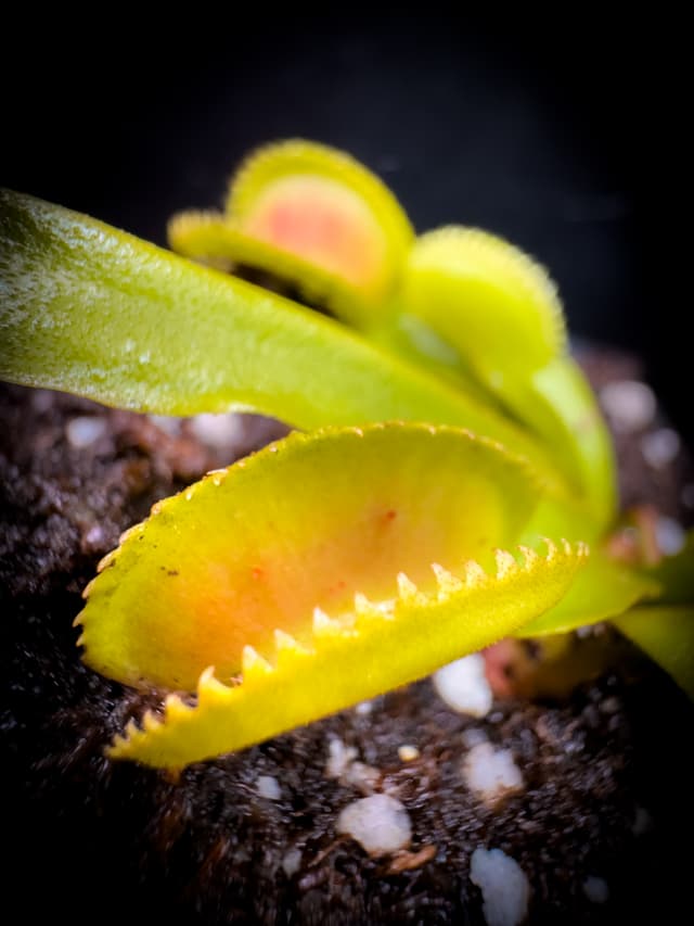 Dionaea Muscipula Aurora Borealis