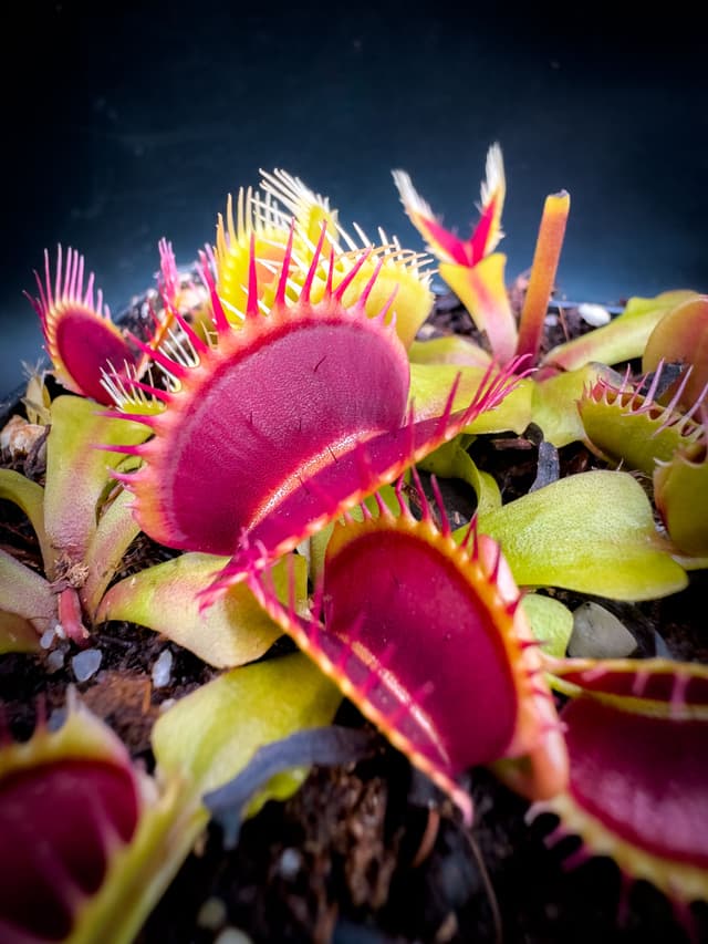 Dionaea Muscipula Australian Red Rosseted