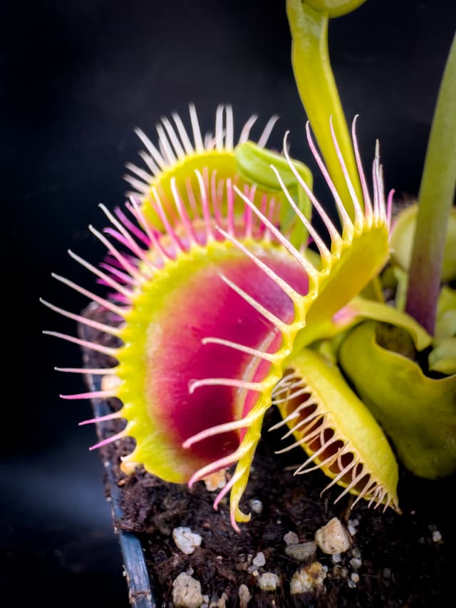 Dionaea Muscipula B52 Canada