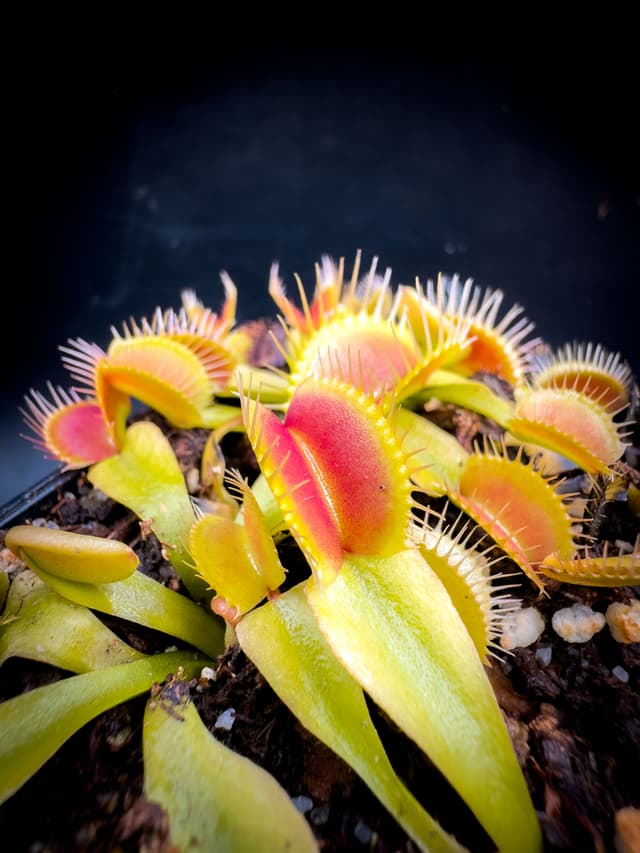 Dionaea Muscipula B52