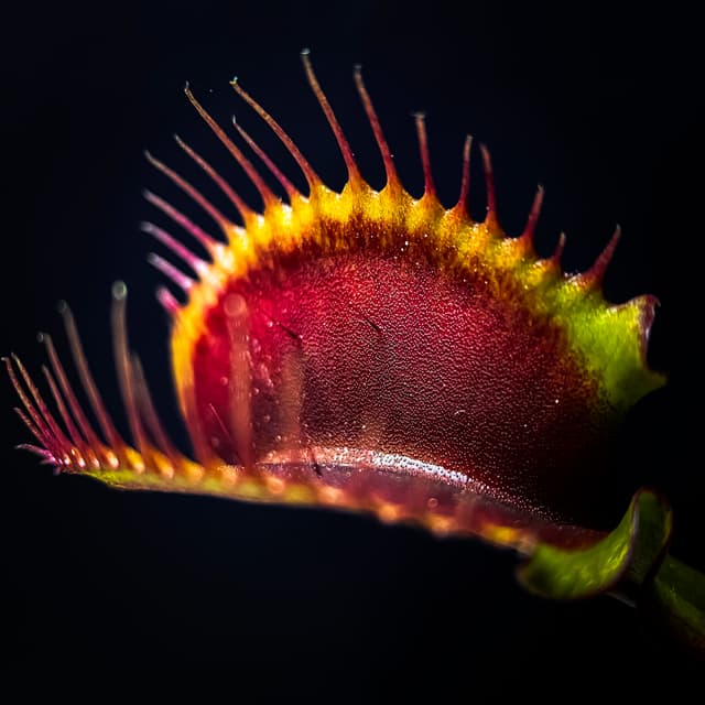 Dionaea Muscipula BCP Red Fused Petioles