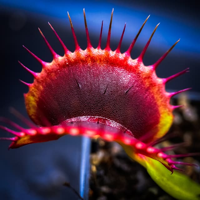 Dionaea Muscipula BCP Red Bull