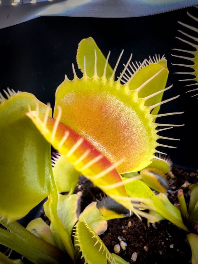 Dionaea Muscipula BCP Titan