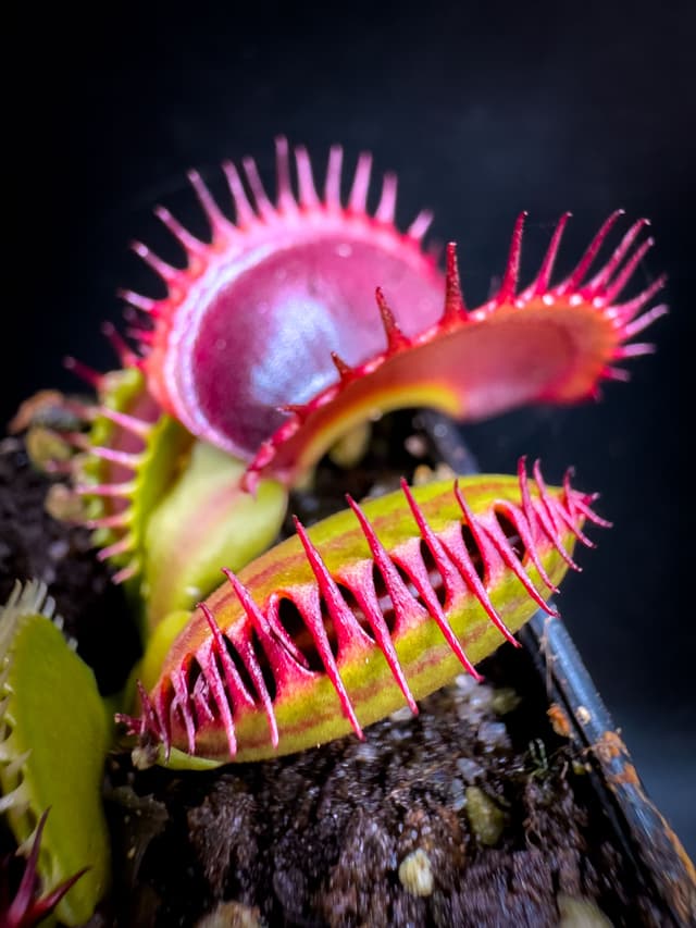 Dionaea Muscipula Bimbo