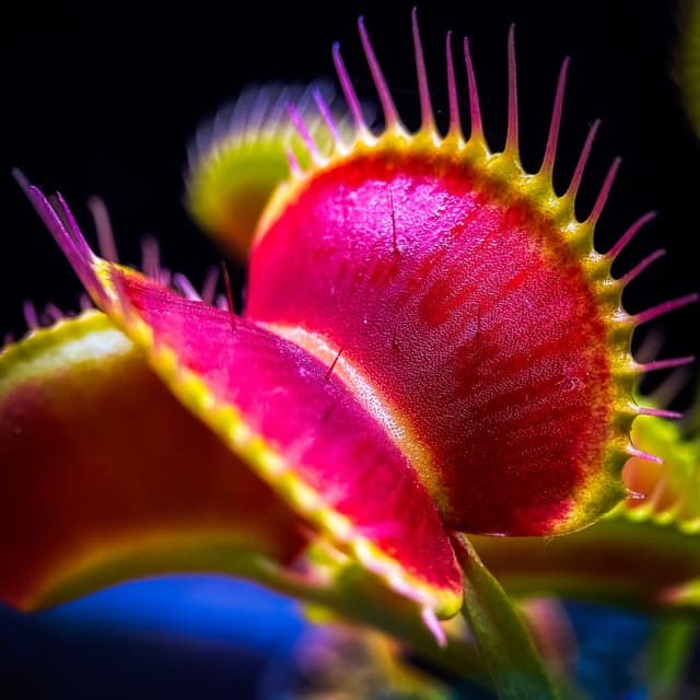 Dionaea Muscipula Black Star