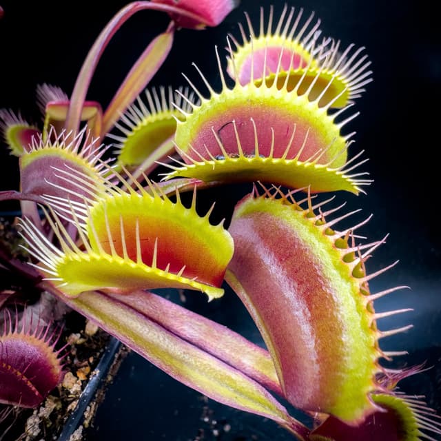 Dionaea Muscipula Blue Leaf