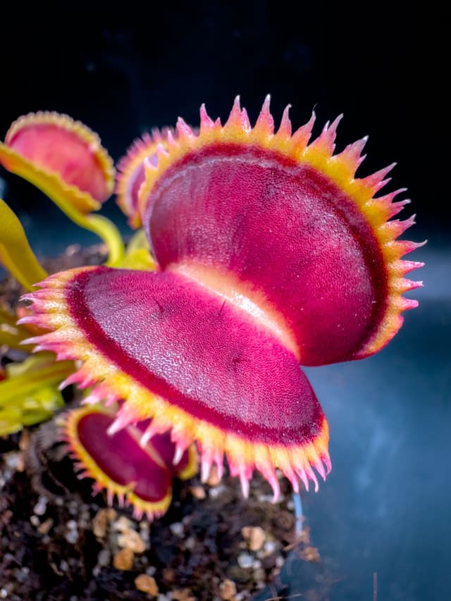 Dionaea Muscipula Brutal Shark