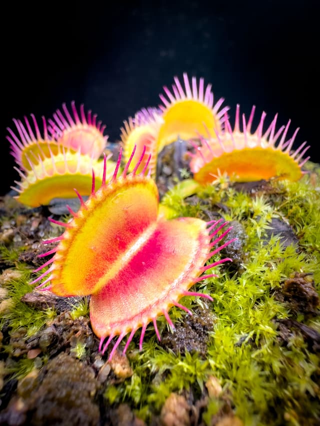 Dionaea Muscipula Burbanks Best