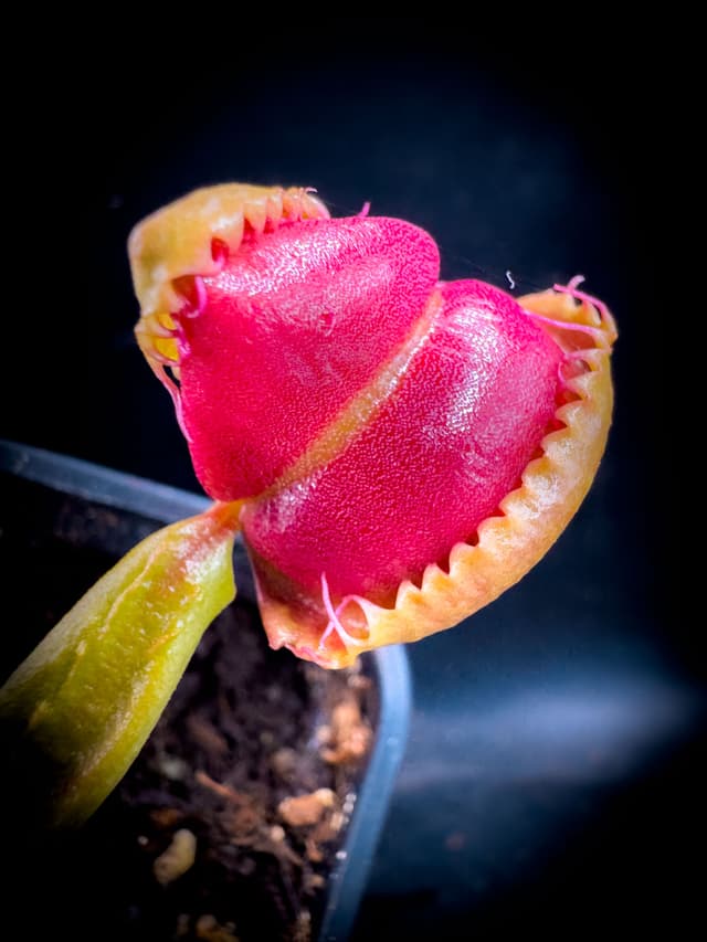 Dionaea Muscipula Buttcheeks