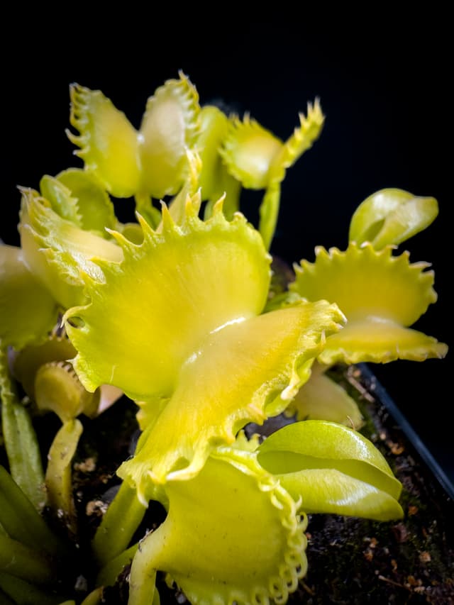 Dionaea Muscipula Carnivoria Alhriman