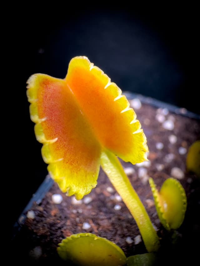 Dionaea Muscipula Carnivoria Conquiscator
