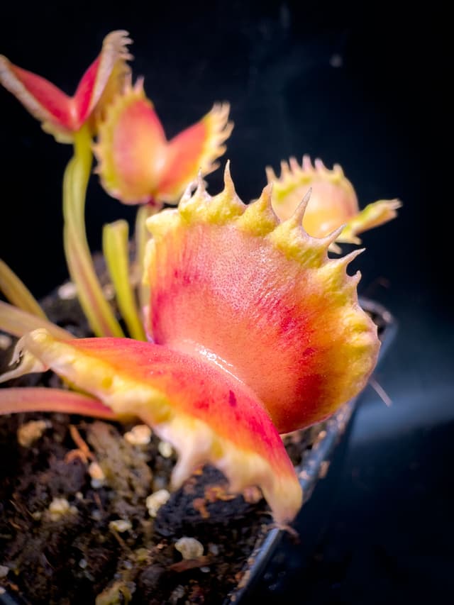 Dionaea Muscipula Carnivoria Eruption