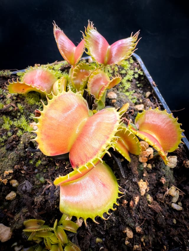 Dionaea Muscipula Carnivoria Lilith