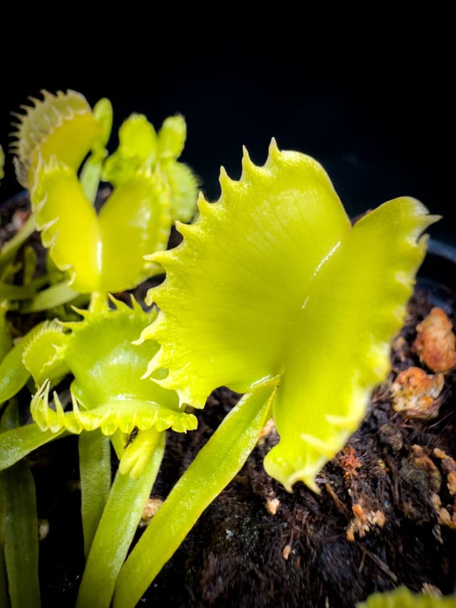 Dionaea Muscipula Carnivoria Payara