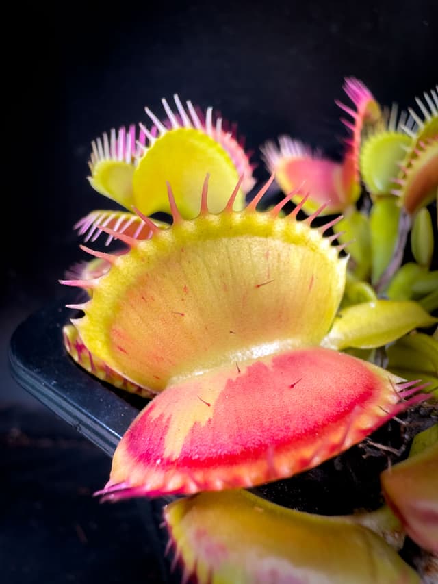 Dionaea Muscipula Charly Mandon Spotted