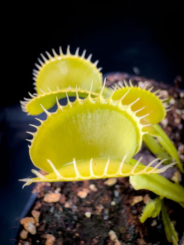 Dionaea Muscipula Chupacabra