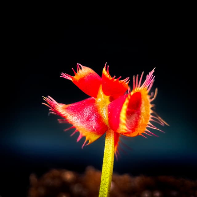 Dionaea Muscipula Cthugha