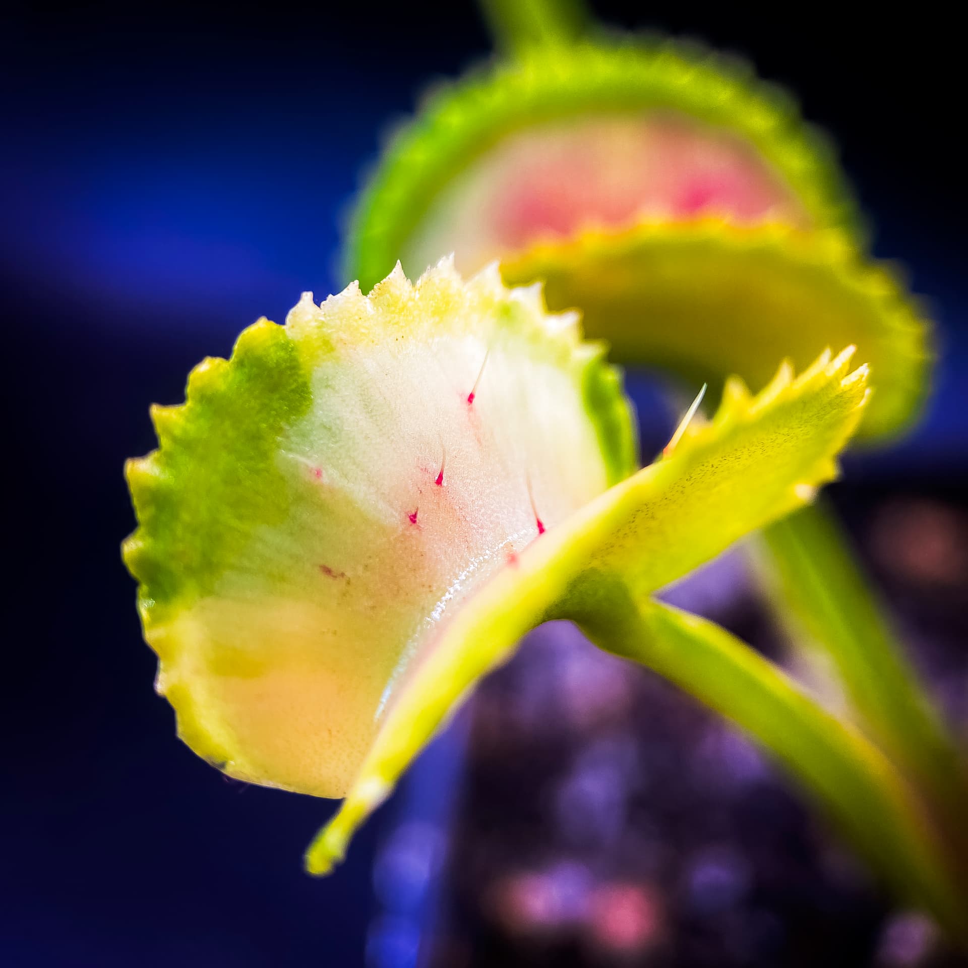 Diflora Variegata Gialla