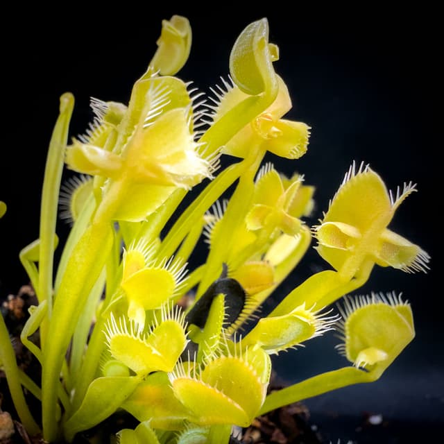 Dionaea Muscipula Doomsday