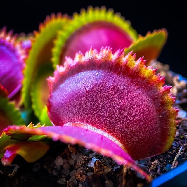 Dionaea Muscipula Dracula