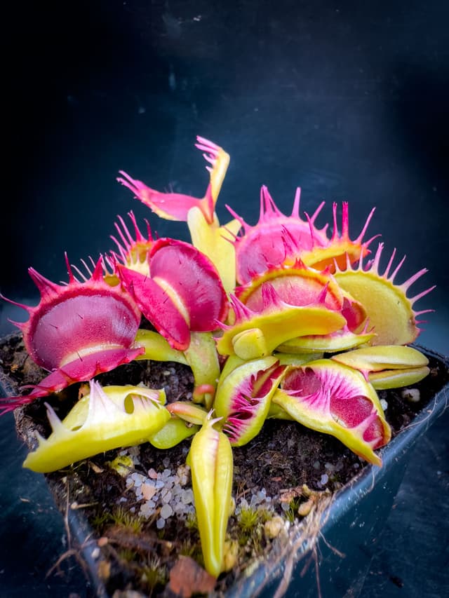 Dionaea Muscipula Ellis Shark Teeth