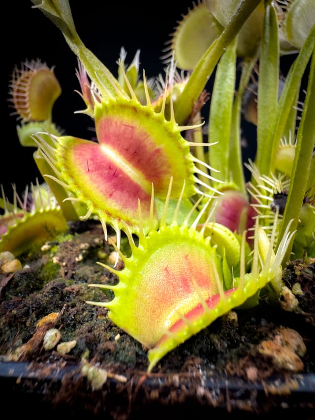 Dionaea Muscipula Fangzahn