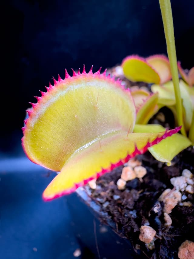 Dionaea Muscipula Feather Tooth