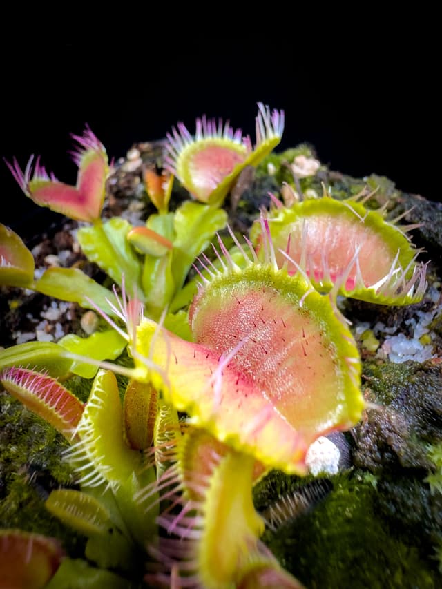 Dionaea Muscipula Fiamma