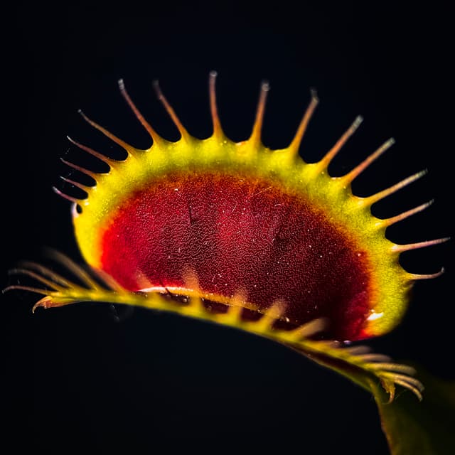 Dionaea Muscipula Flaming Lips
