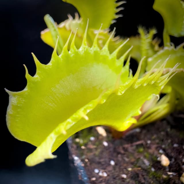 Dionaea Muscipula FTS Evil Puppy