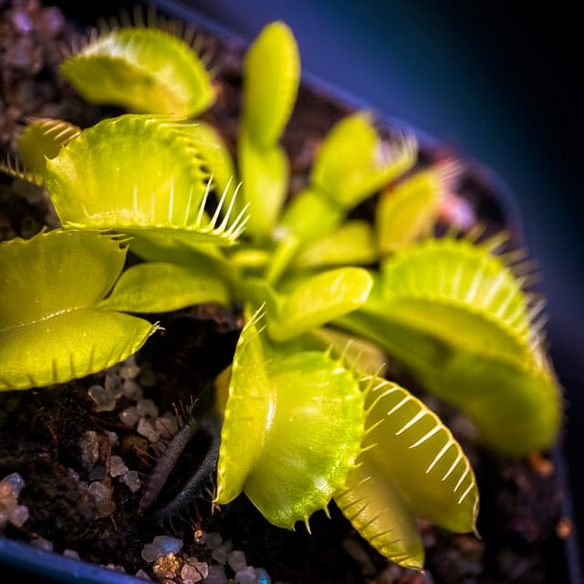 Dionaea Muscipula Genepine