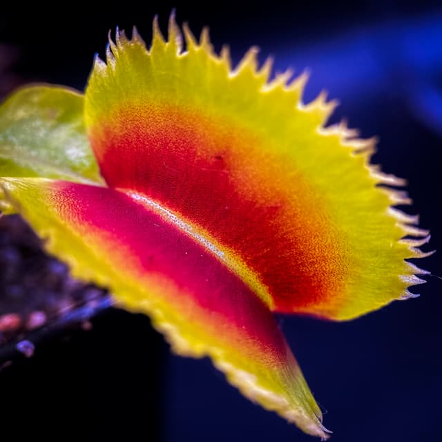 Dionaea Muscipula Giant Clam