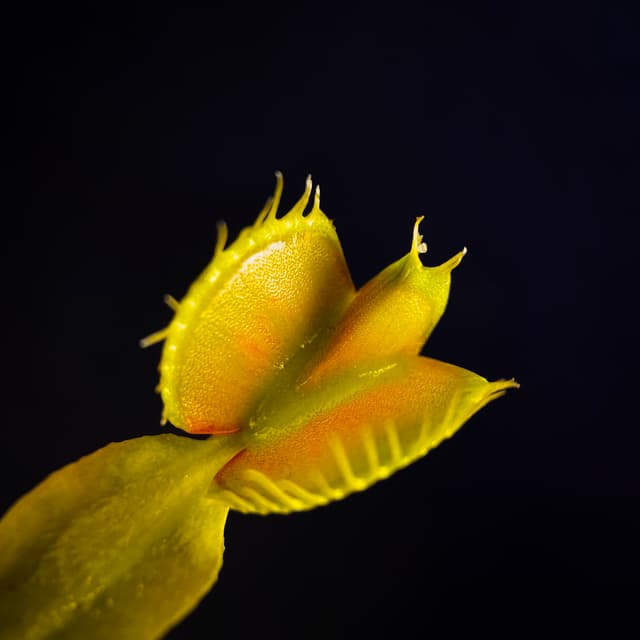 Dionaea Muscipula Giant Peach