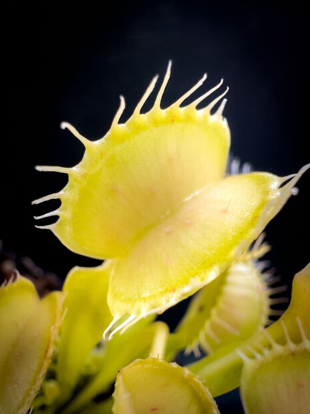 Dionaea Muscipula GJ Alaska