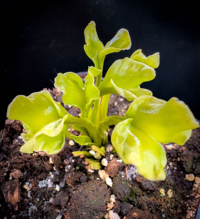 Dionaea Muscipula GJ Butterfly