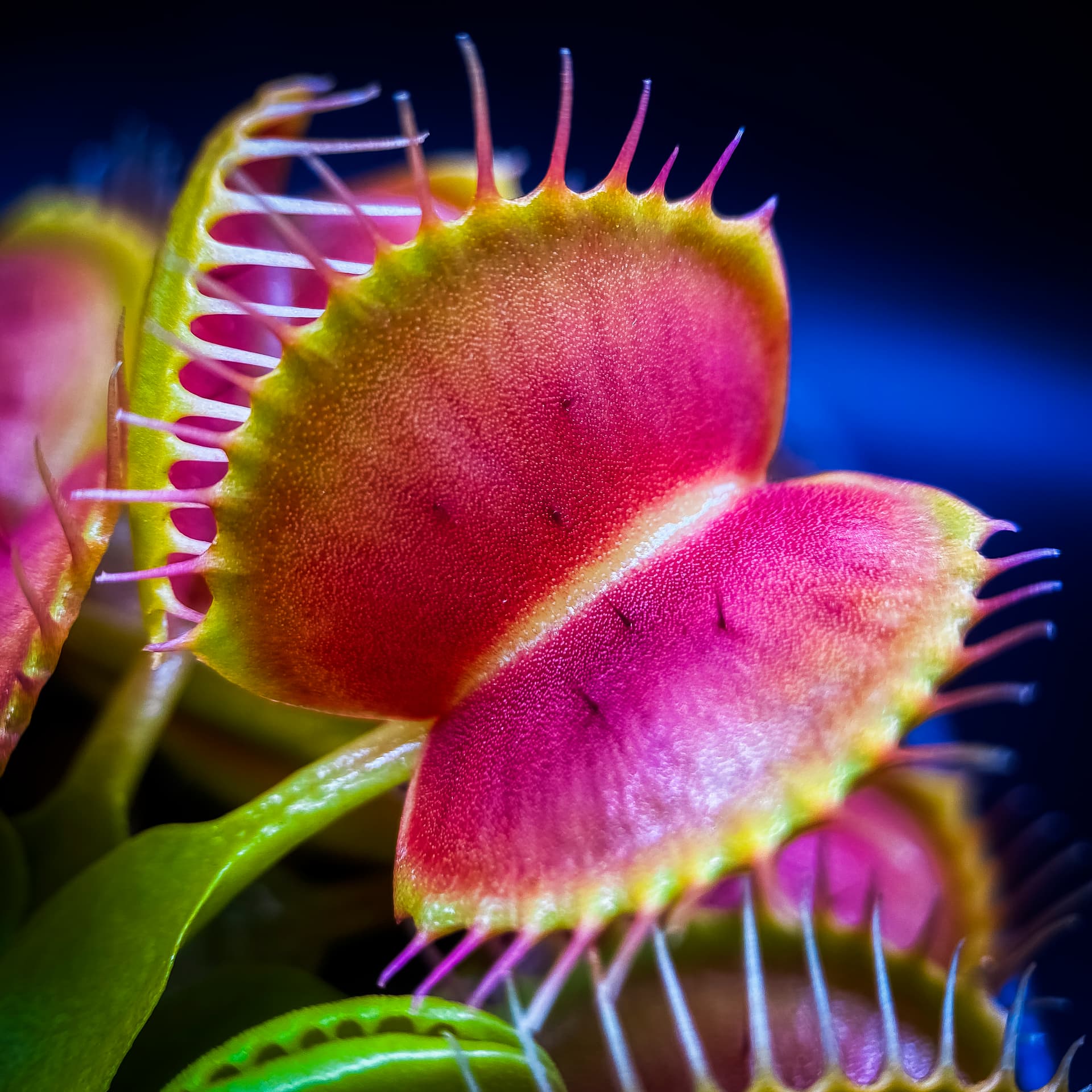 GJ Equobia