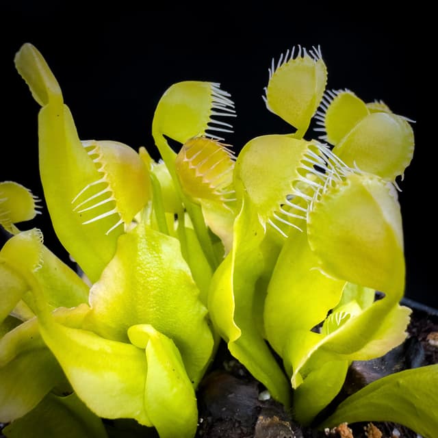 Dionaea Muscipula GJ Kolibri